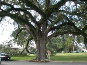 A.S. under the live oak opposite City Auditorium [Waycross GA]